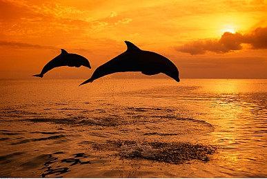 《生化8》《怪物猎人：崛起》将有免费DLC